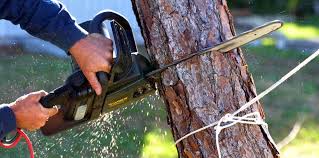 Best Hazardous Tree Removal  in Oakland, MO