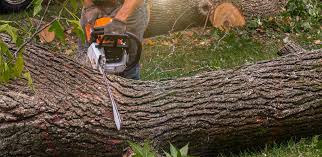 How Our Tree Care Process Works  in  Oakland, MO