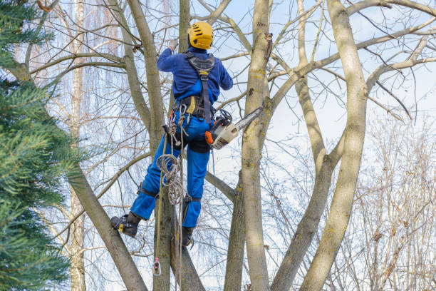 Best Leaf Removal  in Oakland, MO