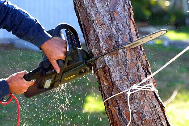 Best Tree Mulching  in Oakland, MO