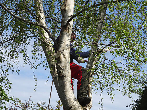 Trusted Oakland, MO Tree Services Experts