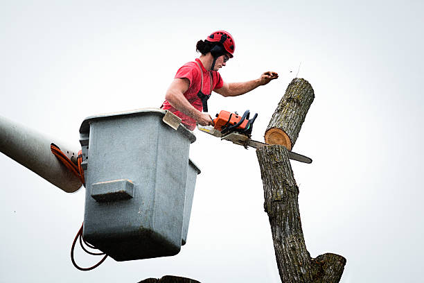 Best Tree Trimming and Pruning  in Oakland, MO