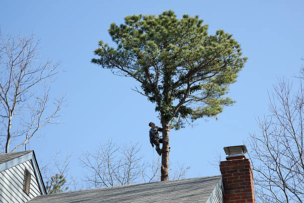 Best Hedge Trimming  in Oakland, MO