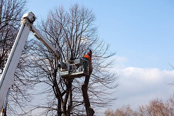 Best Tree Removal  in Oakland, MO