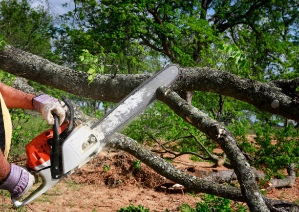 Best Emergency Tree Removal  in Oakland, MO