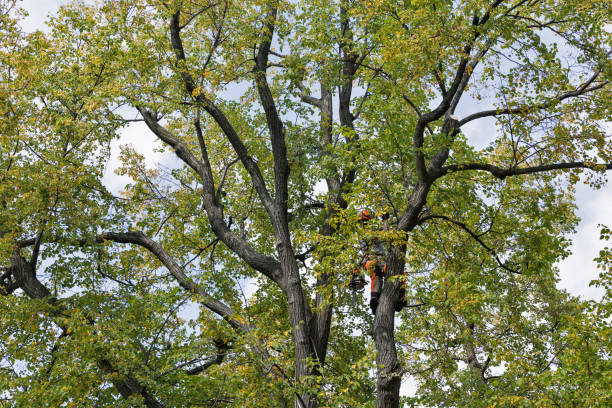 Best Tree Disease Treatment  in Oakland, MO